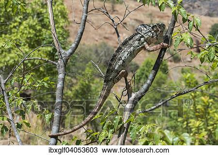 "Oustalet's or Malagasy Giant Chameleon (Furcifer oustaleti), Adringitra region, Madagascar, Africa" View Large Photo Image Stock Image - "Oustalet's or Malagasy Giant Chameleon (Furcifer oustaleti), Adringitra region, Madagascar, Africa". Fotosearch