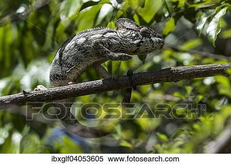 "Oustalet's or Malagasy Giant Chameleon (Furcifer oustaleti), Adringitra region, Madagascar, Africa" View Large Photo Image Stock Photography - "Oustalet's or Malagasy Giant Chameleon (Furcifer oustaleti), Adringitra region, Madagascar, Africa". Fotosearch