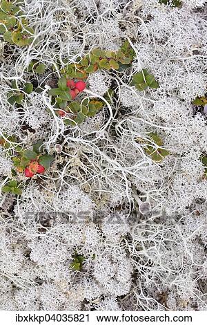 "Overgrown ground with reindeer moss in a Fjell landscape, Rondane National Park, Norway, Europe" View Large Photo Image Stock Image - "Overgrown ground with reindeer moss in a Fjell landscape, Rondane National Park, Norway, Europe". Fotosearch