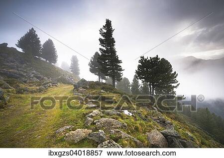 "Overgrown trail on alpine mountain pasture, Juifenalm, in the back pines (Pinus cembra), mountain forest in fog, Sellraintal, Tyrol, Austria, Europe" View Large Photo Image Stock Photo - "Overgrown trail on alpine mountain pasture, Juifenalm, in the back pines (Pinus cembra), mountain forest in fog, Sellraintal, Tyrol, Austria, Europe". Fotosearch