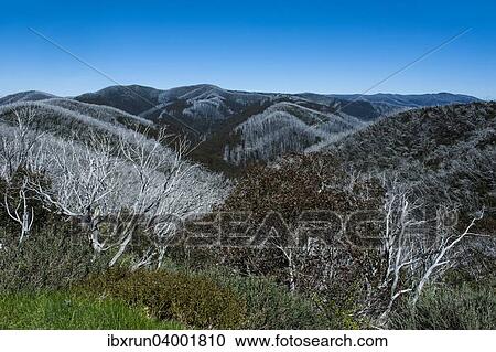 Stock Image - "Overlooking the Victorian Alps mountain range, Victoria, Australia, Oceania". Fotosearch