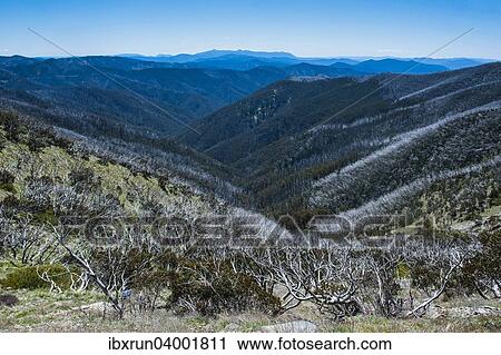 "Overlooking the Victorian Alps mountain range, Victoria, Australia, Oceania" View Large Photo Image Stock Image - "Overlooking the Victorian Alps mountain range, Victoria, Australia, Oceania". Fotosearch
