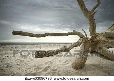 "Overturned barked tree on the beach, Weststrand, Darss, Fischland-Darss-Zingst, Mecklenburg-Western Pomerania, Germany, Europe" View Large Photo Image Stock Photograph - "Overturned barked tree on the beach, Weststrand, Darss, Fischland-Darss-Zingst, Mecklenburg-Western Pomerania, Germany, Europe". Fotosearch