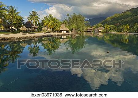 "Overwater bungalows, evening atmosphere, Moorea, French Polynesia, Oceania" View Large Photo Image Stock Photograph - "Overwater bungalows, evening atmosphere, Moorea, French Polynesia, Oceania". Fotosearch