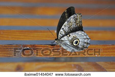 "Owl butterfly (Caligo eurilochus), South America, Central America" View Large Photo Image Stock Photo - "Owl butterfly (Caligo eurilochus), South America, Central America". Fotosearch
