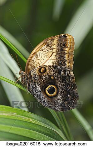 Stock Photography - "Owl Butterfly (Caligo eurilochus), tropical butterfly, South America". Fotosearch