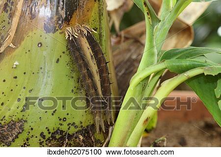 "Owl (Caligo memnon), caterpillars on a banana tree, found in South America" View Large Photo Image Stock Image - "Owl (Caligo memnon), caterpillars on a banana tree, found in South America". Fotosearch