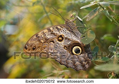 "Owl (Caligo memnon), found in South America" View Large Photo Image Stock Image - "Owl (Caligo memnon), found in South America". Fotosearch