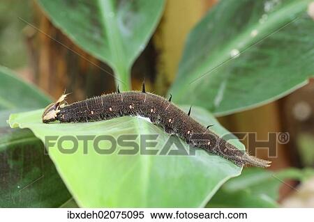 "Owl, caterpillar (Caligo memnon) on a banana leaf, found in South America" View Large Photo Image Stock Photography - "Owl, caterpillar (Caligo memnon) on a banana leaf, found in South America". Fotosearch