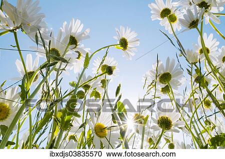 "Ox-eye Daisies (Leucanthemum vulgare) and grasses, backlit with sun, Schleswig-Holstein, Germany, Europe" View Large Photo Image Stock Image - "Ox-eye Daisies (Leucanthemum vulgare) and grasses, backlit with sun, Schleswig-Holstein, Germany, Europe". Fotosearch