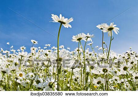 Stock Image - "Ox-Eye Daisies (Leucanthemum vulgare) and grasses, Schleswig-Holstein, Germany, Europe". Fotosearch