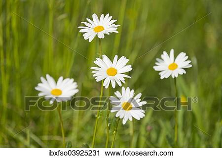 "Ox-eye Daisies (Leucanthemum vulgare), flowers, Thuringia, Germany, Europe" View Large Photo Image Stock Image - "Ox-eye Daisies (Leucanthemum vulgare), flowers, Thuringia, Germany, Europe". Fotosearch