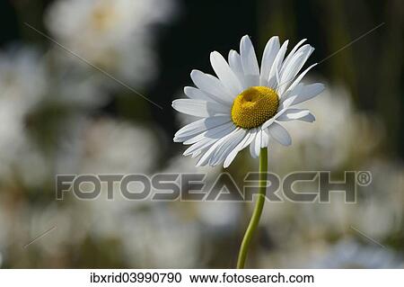 "Ox-eye Daisy (Leucanthemum vulgare), flower, Germany, Europe" View Large Photo Image Stock Image - "Ox-eye Daisy (Leucanthemum vulgare), flower, Germany, Europe". Fotosearch