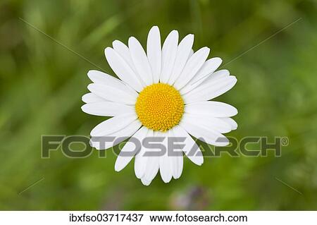"Ox-eye Daisy (Leucanthemum vulgare), flower, Thuringia, Germany, Europe" View Large Photo Image Stock Photo - "Ox-eye Daisy (Leucanthemum vulgare), flower, Thuringia, Germany, Europe". Fotosearch