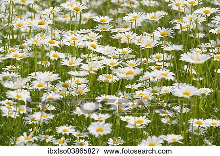 "Ox-eye Daisy (Leucanthemum vulgare), flowers, Thuringia, Germany, Europe" View Large Photo Image Stock Photo - "Ox-eye Daisy (Leucanthemum vulgare), flowers, Thuringia, Germany, Europe". Fotosearch