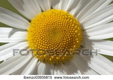 Ox-eye Daisy (Leucanthemum vulgare) View Large Photo Image Stock Photography - Ox-eye Daisy (Leucanthemum vulgare). Fotosearch