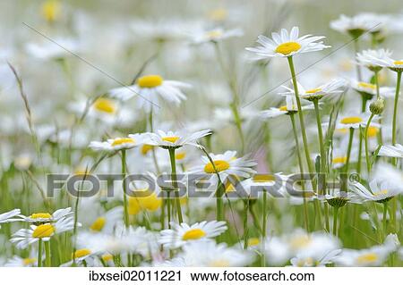 Oxeye daisies (Leucanthemum vulgare) View Large Photo Image Stock Image - Oxeye daisies (Leucanthemum vulgare). Fotosearch