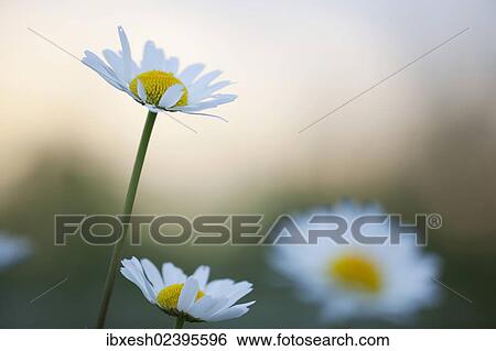"Oxeye daisies (Leucanthemum vulgare), meadow, Ingolstadt, Bavaria, Germany, Europe" View Large Photo Image Stock Photograph - "Oxeye daisies (Leucanthemum vulgare), meadow, Ingolstadt, Bavaria, Germany, Europe". Fotosearch