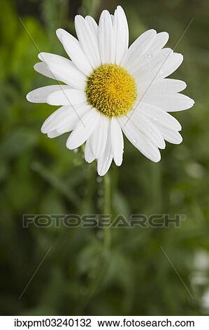 "Oxeye Daisy (Leucanthemum), Quebec Province, Canada, North America" View Large Photo Image Stock Image - "Oxeye Daisy (Leucanthemum), Quebec Province, Canada, North America". Fotosearch
