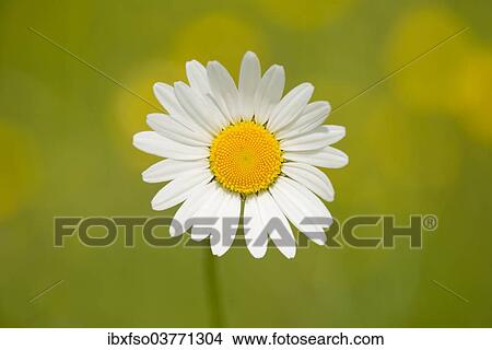"Oxeye Daisy (Leucanthemum vulgare), flower, Thuringia, Germany, Europe" View Large Photo Image Picture - "Oxeye Daisy (Leucanthemum vulgare), flower, Thuringia, Germany, Europe". Fotosearch