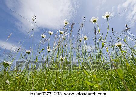 "Oxeye Daisy (Leucanthemum vulgare), flowers, Thuringia, Germany, Europe" View Large Photo Image Stock Image - "Oxeye Daisy (Leucanthemum vulgare), flowers, Thuringia, Germany, Europe". Fotosearch