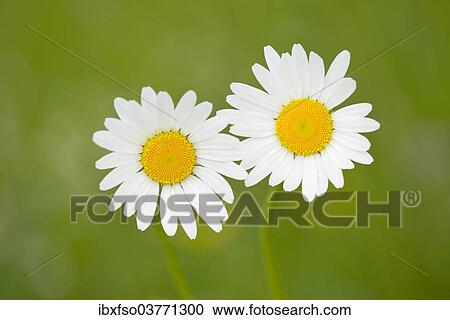 "Oxeye Daisy (Leucanthemum vulgare), flowers, Thuringia, Germany, Europe" View Large Photo Image Stock Image - "Oxeye Daisy (Leucanthemum vulgare), flowers, Thuringia, Germany, Europe". Fotosearch