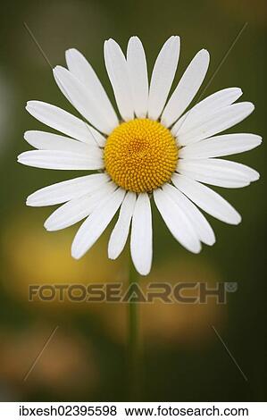 "Oxeye daisy (Leucanthemum vulgare), meadow, Ingolstadt, Bavaria, Germany, Europe" View Large Photo Image Stock Photo - "Oxeye daisy (Leucanthemum vulgare), meadow, Ingolstadt, Bavaria, Germany, Europe". Fotosearch