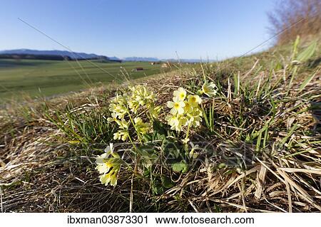 "Oxlip (Primula elatior), Konigsdorf, Upper Bavaria, Bavaria, Germany, Europe" View Large Photo Image Stock Image - "Oxlip (Primula elatior), Konigsdorf, Upper Bavaria, Bavaria, Germany, Europe". Fotosearch
