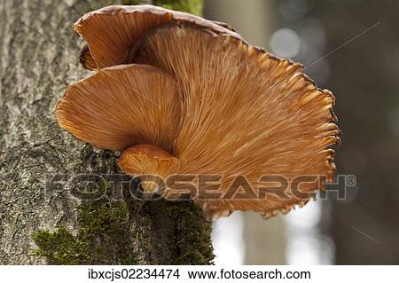"Oyster mushroom (Pleurotus ostreatus), growing on a tree trunk, Wipperfuerth, North Rhine-Westphalia, Germany, Europe" View Large Photo Image Picture - "Oyster mushroom (Pleurotus ostreatus), growing on a tree trunk, Wipperfuerth, North Rhine-Westphalia, Germany, Europe". Fotosearch