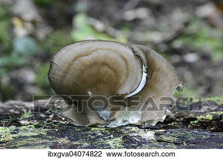 "Oyster Mushroom (Pleurotus ostreatus), edible mushroom, saprobiont, Switzerland, Europe" View Large Photo Image Stock Image - "Oyster Mushroom (Pleurotus ostreatus), edible mushroom, saprobiont, Switzerland, Europe". Fotosearch