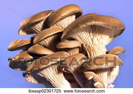 Oyster mushrooms (Pleurotus ostreatus) View Large Photo Image Stock Photography - Oyster mushrooms (Pleurotus ostreatus). Fotosearch
