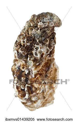 Oyster View Large Photo Image Stock Photography - Oyster. Fotosearch