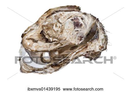 Oyster with pearl View Large Photo Image Stock Photography - Oyster with pearl. Fotosearch