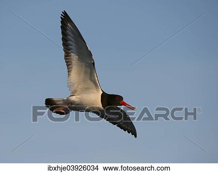 Picture - "Oystercatcher (Haematopus ostralegus), Texel, West Frisian Islands, province of North Holland, Holland, The Netherlands, Europe". Fotosearch
