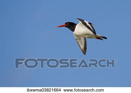 "Oystercatcher (Haematopus ostralegus) in flight, Texel, The Netherlands, Europe" View Large Photo Image Picture - "Oystercatcher (Haematopus ostralegus) in flight, Texel, The Netherlands, Europe". Fotosearch
