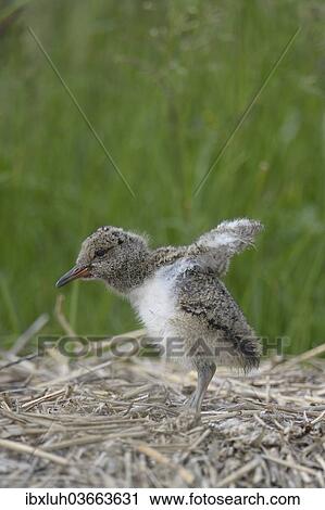 "Oystercatcher (Haematopus ostralegus), nestling, Buren, Ameland, The Netherlands, Europe" View Large Photo Image Stock Image - "Oystercatcher (Haematopus ostralegus), nestling, Buren, Ameland, The Netherlands, Europe". Fotosearch