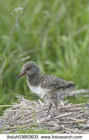 "Oystercatcher (Haematopus ostralegus), nestling, Buren, Ameland, The Netherlands, Europe" View Large Photo Image Stock Image - "Oystercatcher (Haematopus ostralegus), nestling, Buren, Ameland, The Netherlands, Europe". Fotosearch