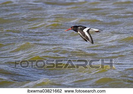 Stock Image - "Oystercatcher (Haematopus ostralegus) in flight, Texel, The Netherlands, Europe". Fotosearch