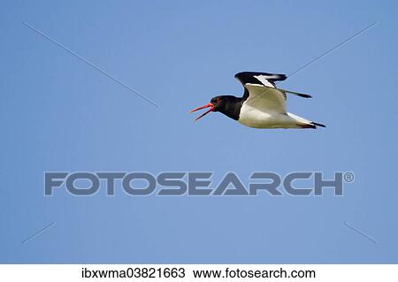 "Oystercatcher (Haematopus ostralegus) in flight, Texel, The Netherlands, Europe" View Large Photo Image Stock Image - "Oystercatcher (Haematopus ostralegus) in flight, Texel, The Netherlands, Europe". Fotosearch