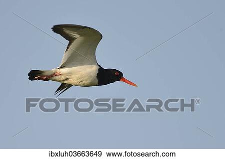 "Oystercatcher (Haematopus ostralegus) in flight, Buren, Ameland, The Netherlands, Europe" View Large Photo Image Stock Photo - "Oystercatcher (Haematopus ostralegus) in flight, Buren, Ameland, The Netherlands, Europe". Fotosearch