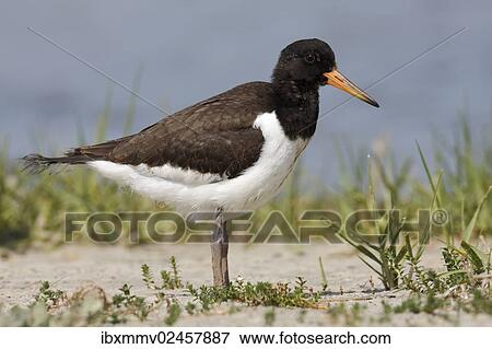 "Oystercatcher (Haematopus ostralegus) subadult preening, first juvenile plumage, Minsener Oog, East Frisian Islands, Lower Saxony Wadden Sea, Lower Saxony, Germany, Europe" View Large Photo Image Stock Photo - "Oystercatcher (Haematopus ostralegus) subadult preening, first juvenile plumage, Minsener Oog, East Frisian Islands, Lower Saxony Wadden Sea, Lower Saxony, Germany, Europe". Fotosearch