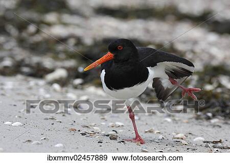 "Oystercatcher (Haematopus ostralegus), preening, Minsener Oog, East Frisian Islands, Lower Saxony Wadden Sea, Lower Saxony, Germany, Europe" View Large Photo Image Stock Photo - "Oystercatcher (Haematopus ostralegus), preening, Minsener Oog, East Frisian Islands, Lower Saxony Wadden Sea, Lower Saxony, Germany, Europe". Fotosearch