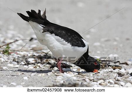 "Oystercatcher (Haematopus ostralegus), foraging in the Wadden Sea, Minsener Oog, East Frisian Islands, Lower Saxony Wadden Sea, Lower Saxony, Germany, Europe" View Large Photo Image Stock Photo - "Oystercatcher (Haematopus ostralegus), foraging in the Wadden Sea, Minsener Oog, East Frisian Islands, Lower Saxony Wadden Sea, Lower Saxony, Germany, Europe". Fotosearch