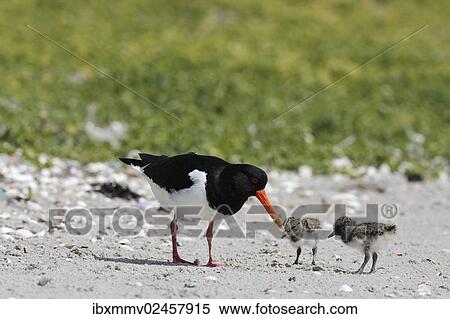 "Oystercatcher (Haematopus ostralegus), with chicks, Minsener Oog, East Frisian Islands, Lower Saxony Wadden Sea, Lower Saxony, Germany, Europe" View Large Photo Image Stock Photography - "Oystercatcher (Haematopus ostralegus), with chicks, Minsener Oog, East Frisian Islands, Lower Saxony Wadden Sea, Lower Saxony, Germany, Europe". Fotosearch