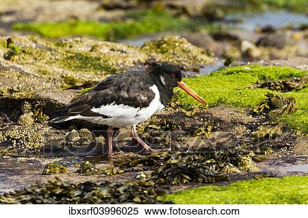 "Oystercatcher (Haematopus ostralegus), Northumberland, England, United Kingdom, Europe" View Large Photo Image Stock Photography - "Oystercatcher (Haematopus ostralegus), Northumberland, England, United Kingdom, Europe". Fotosearch