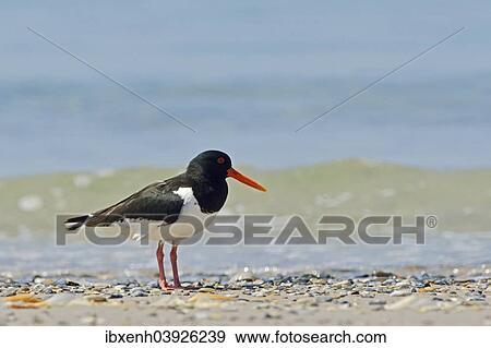 "Oystercatcher (Ostralegus haematopus), Heligoland, Schleswig-Holstein, Germany, Europe" View Large Photo Image Stock Photo - "Oystercatcher (Ostralegus haematopus), Heligoland, Schleswig-Holstein, Germany, Europe". Fotosearch