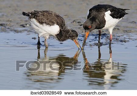 Stock Photo - "Oystercatchers (Haematopus ostralegus), adult and young bird foraging for food, Texel, West Frisian Islands, North Holland, Holland, The Netherlands, Europe". Fotosearch