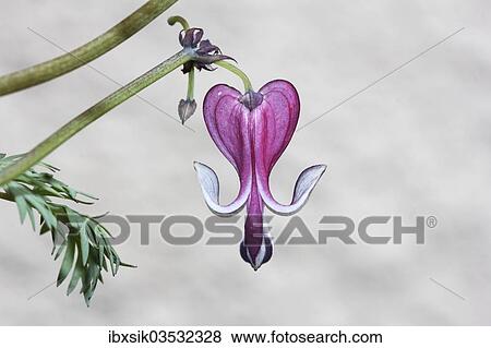 "Pacific Bleeding Heart (Dicentra formosa), Germany, Europe" View Large Photo Image Stock Photo - "Pacific Bleeding Heart (Dicentra formosa), Germany, Europe". Fotosearch