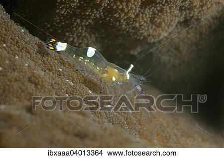 "Pacific Clown Anemone Shrimp (Periclimenes brevicarpalis), Bohol Sea, Philippines, Asia" View Large Photo Image Picture - "Pacific Clown Anemone Shrimp (Periclimenes brevicarpalis), Bohol Sea, Philippines, Asia". Fotosearch