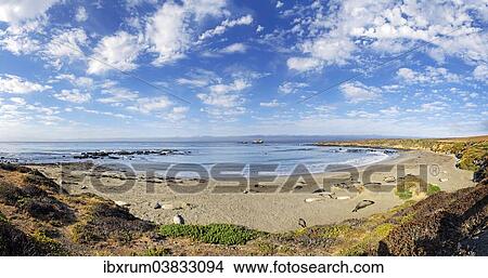 "Pacific Coast with Northern elephant seals (Mirounga angustirostris) on beach with clouded sky, Piedras Blancas, California, United States, North America" View Large Photo Image Picture - "Pacific Coast with Northern elephant seals (Mirounga angustirostris) on beach with clouded sky, Piedras Blancas, California, United States, North America". Fotosearch